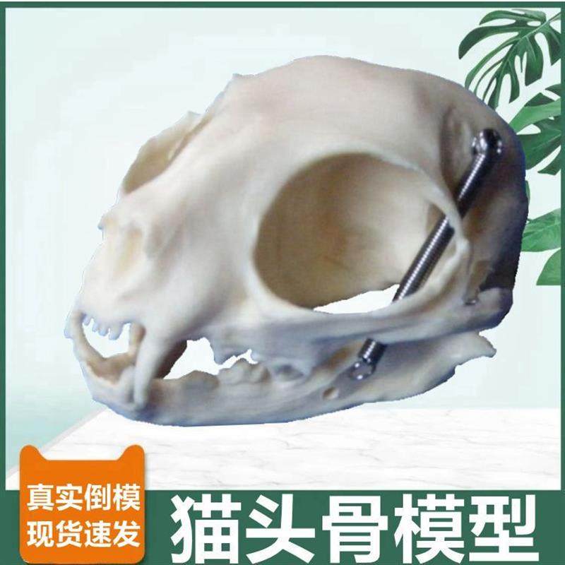 猫头骨模型真实倒模无气味标本展示E可活动牙齿口腔猫科宠物兽医