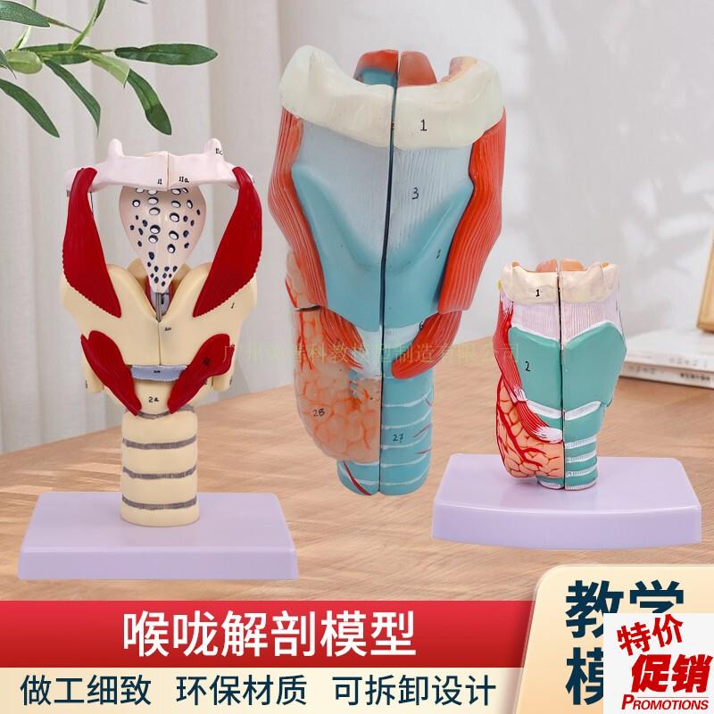 喉咙解剖咽喉模型2倍放r大标本喉部血管甲状腺喉结头医院教学模型