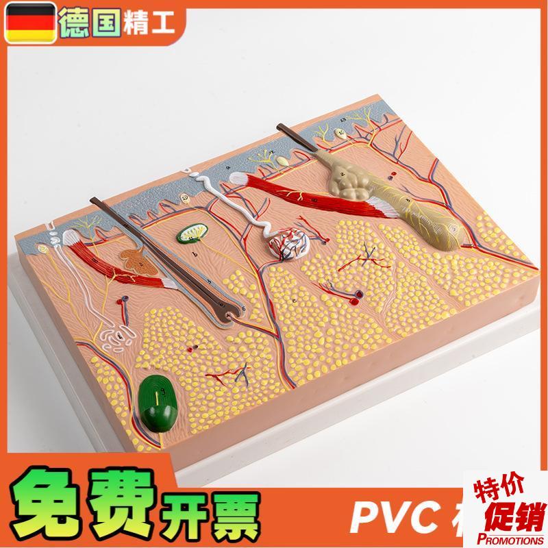 德国】平面皮肤组织结构放大模型层F次人体构造分层解剖模具美容