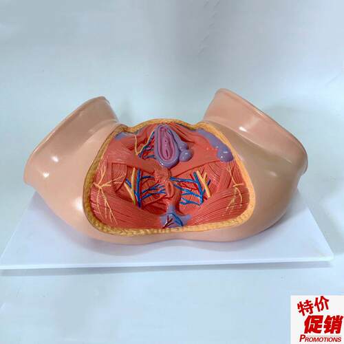 女会阴模型盆底肌产后修复月嫂家C政培训产康肛周深浅肌层妇幼助