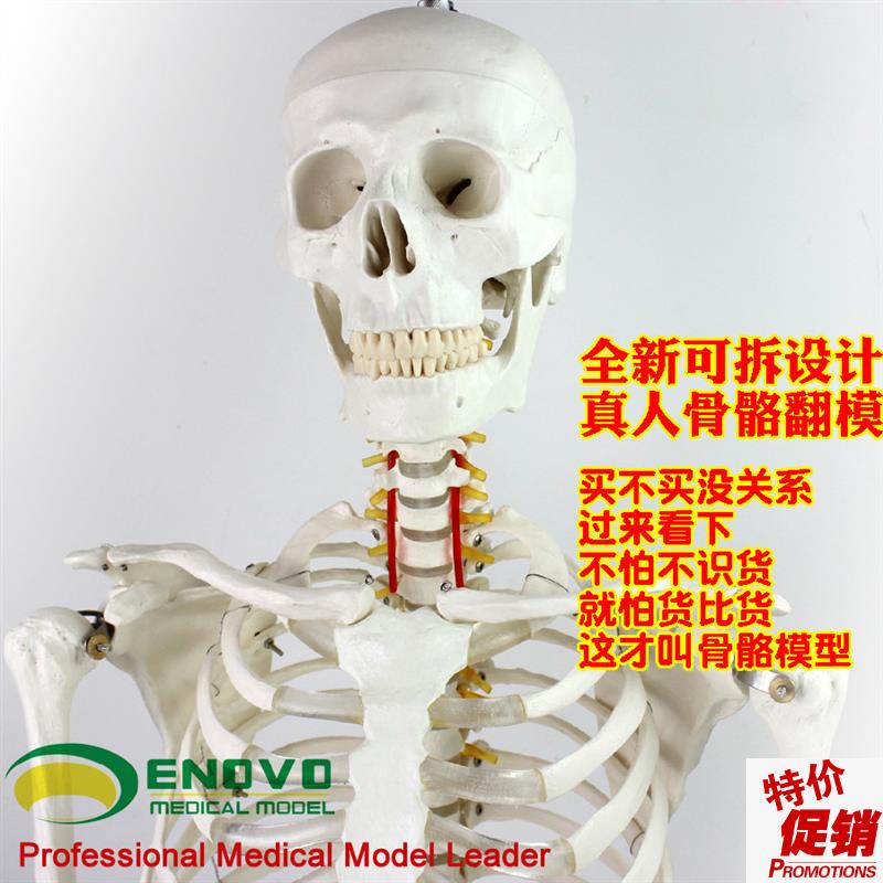 ENOVO颐诺170cm人体骨骼模A型骨架标本模型美术医学艺用可拆卸骨