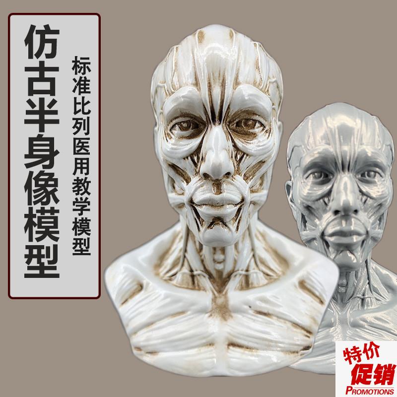 艺用人体肌肉头j雕素体静物绘画参考头骨模型美术半身像摆件造景