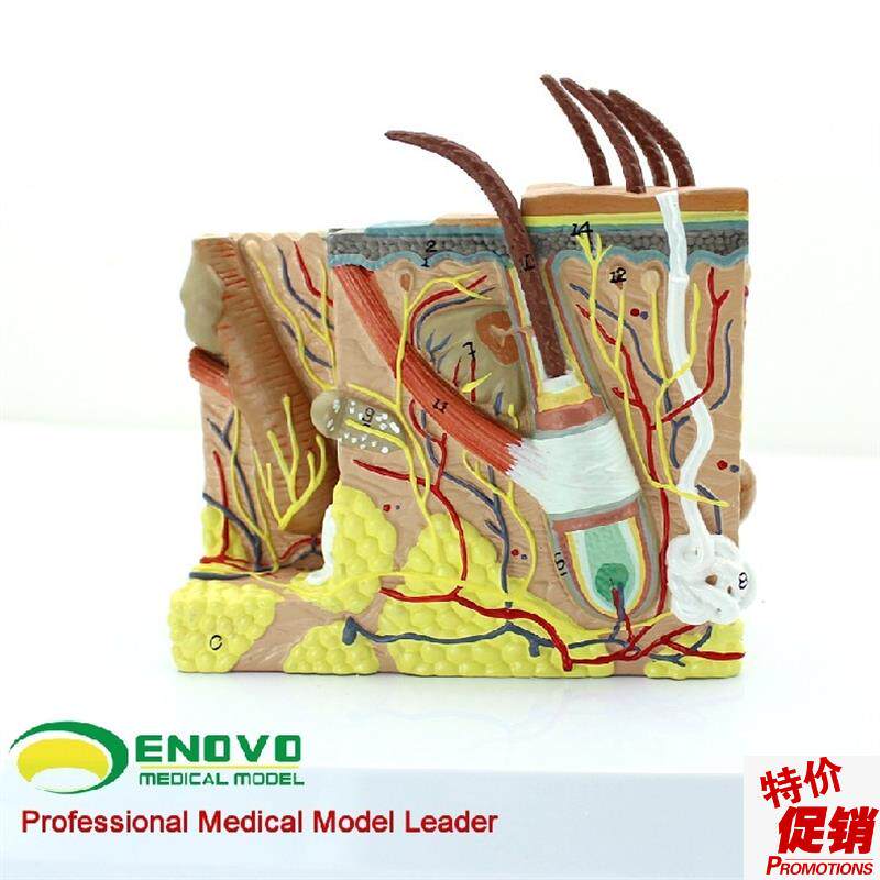 ENOVO颐诺人体皮肤组织解剖放大模型微创皮肤R美容美妆整形脸面