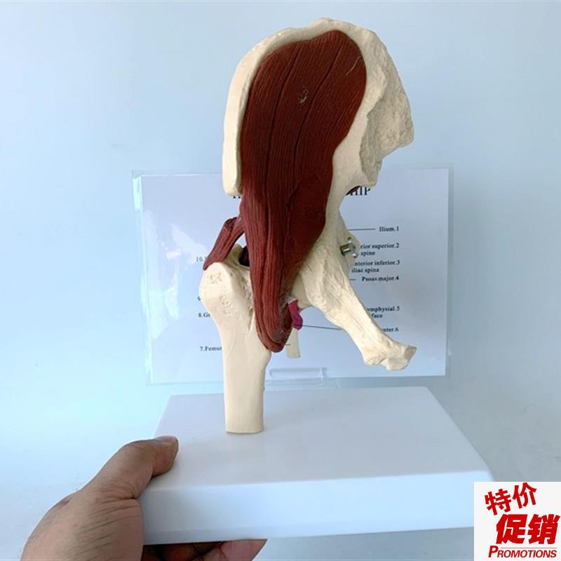 人体髋关节肌肉韧带功能模型y盆骨运动肌肉解剖骨骼骨架骷髅教具