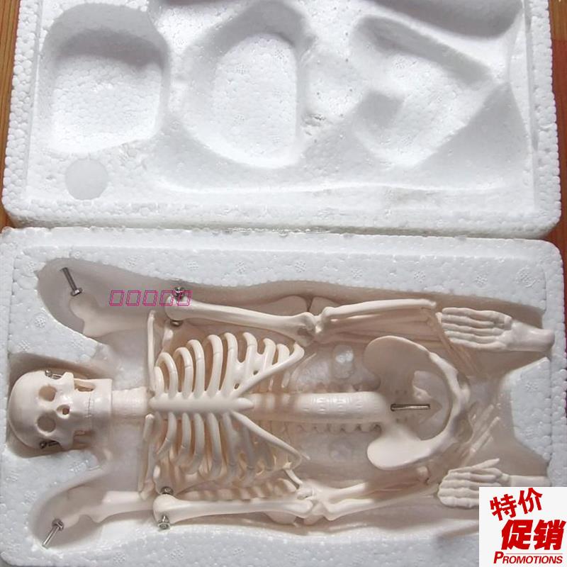 45CM人体骨j骼模型骨架教学模型人骨标本教具素描模型
