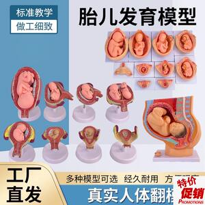 妇产科女性盆腔附足月胎儿模型妊娠F发育九个月胎儿子宫生殖模型