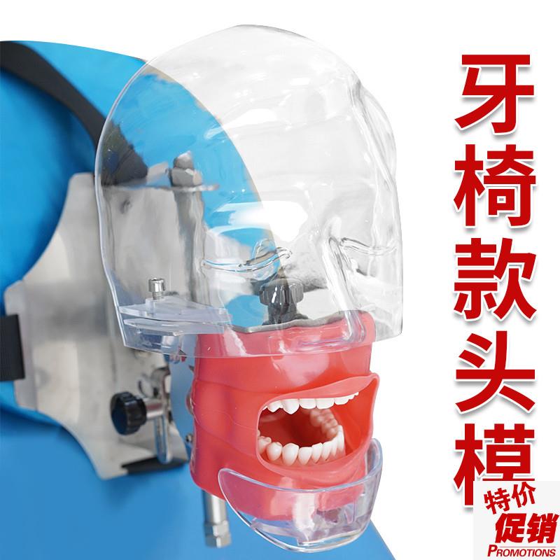 口腔头模仿真头颅j牙科材料备牙模型简易练习牙模离体牙根管树脂