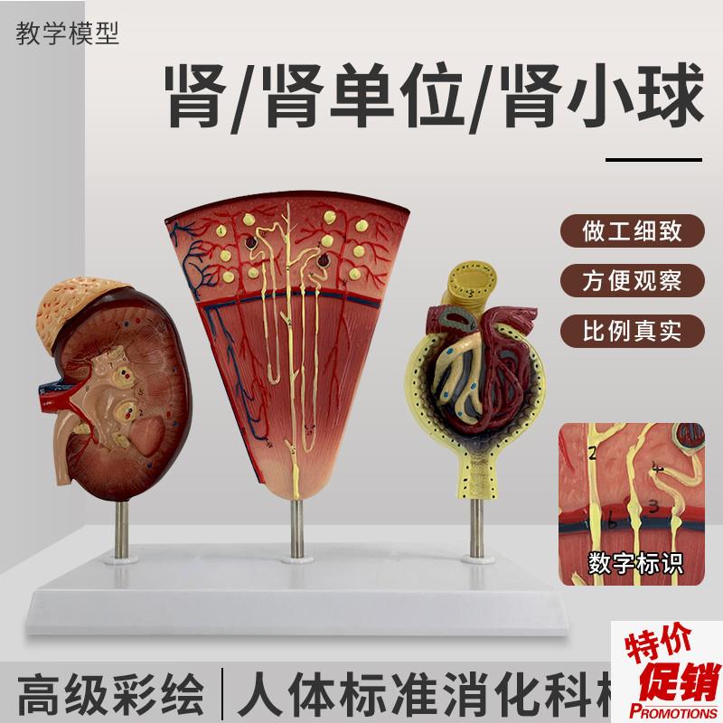 教学教具仿真人体肾脏t模型肾肾剖面肾单位肾小球标本3部件
