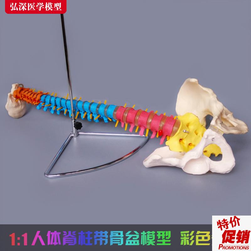 人体脊柱模型彩色正骨脊椎颈胸腰椎骨盆骨骼尾椎S骨科医学教学玩