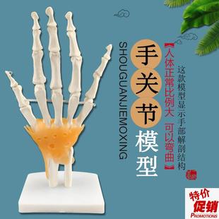 手关节模型g手骨尺骨桡骨模型人体骨骼模型关节医用