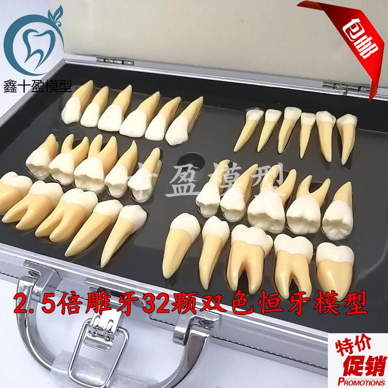 牙科口腔教学2.5倍双色恒牙立体离体模F型医患沟通32颗雕牙M7026