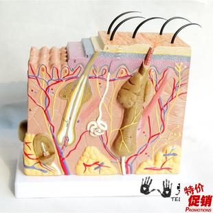 厂家直销人体皮肤毛囊组织结z构放大解剖模型实物拍摄教学模型