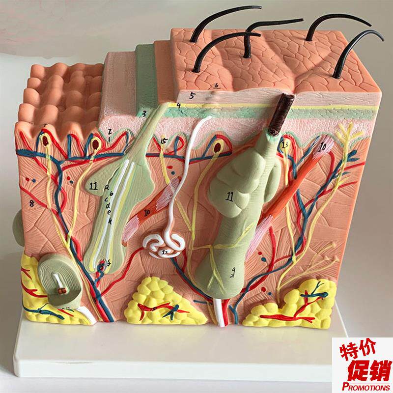人体皮肤解剖模型表皮毛囊解剖真皮皮G下组织医学美容整形皮肤免