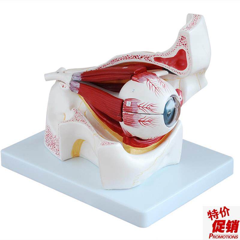 人体眼球与眼眶放大模型医学用解剖教学U训练练习用标本,文具电教/文化用品/商务用品,模拟人,淘宝优惠券,粉丝福利购,淘宝优惠卷