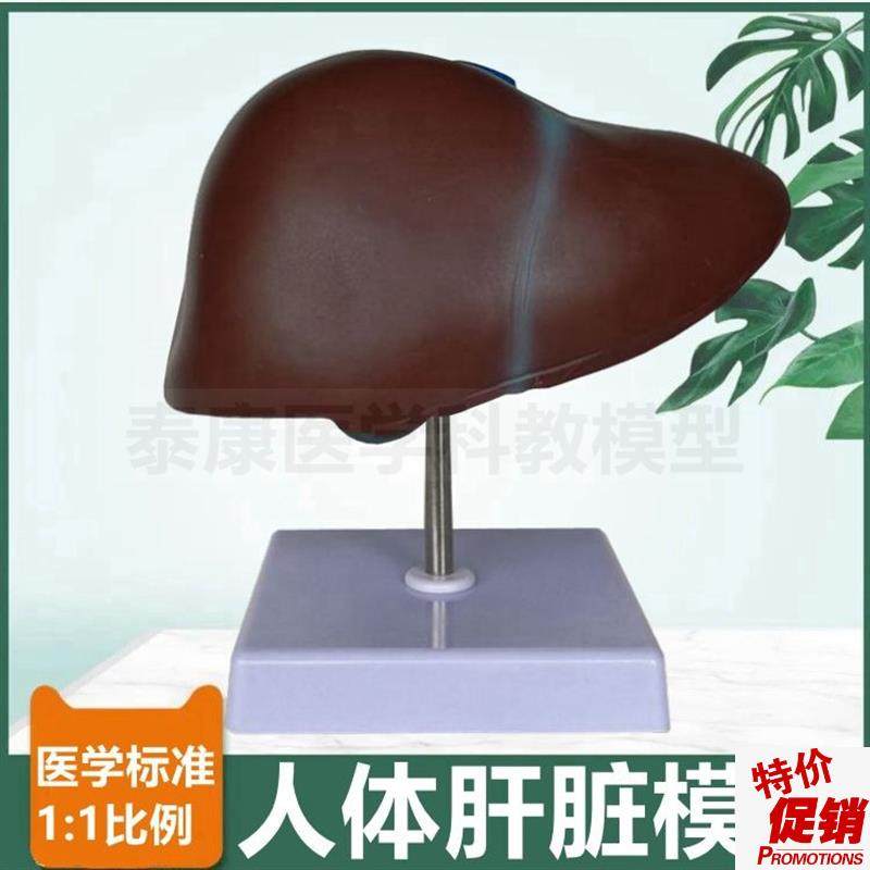 人体肝脏模型1比1仿真胆囊血管胰腺脾I脏十二指肠消化系统病理肝,玩具/童车/益智/积木/模型,其他模型玩具,淘宝优惠券,粉丝福利购,淘宝优惠卷