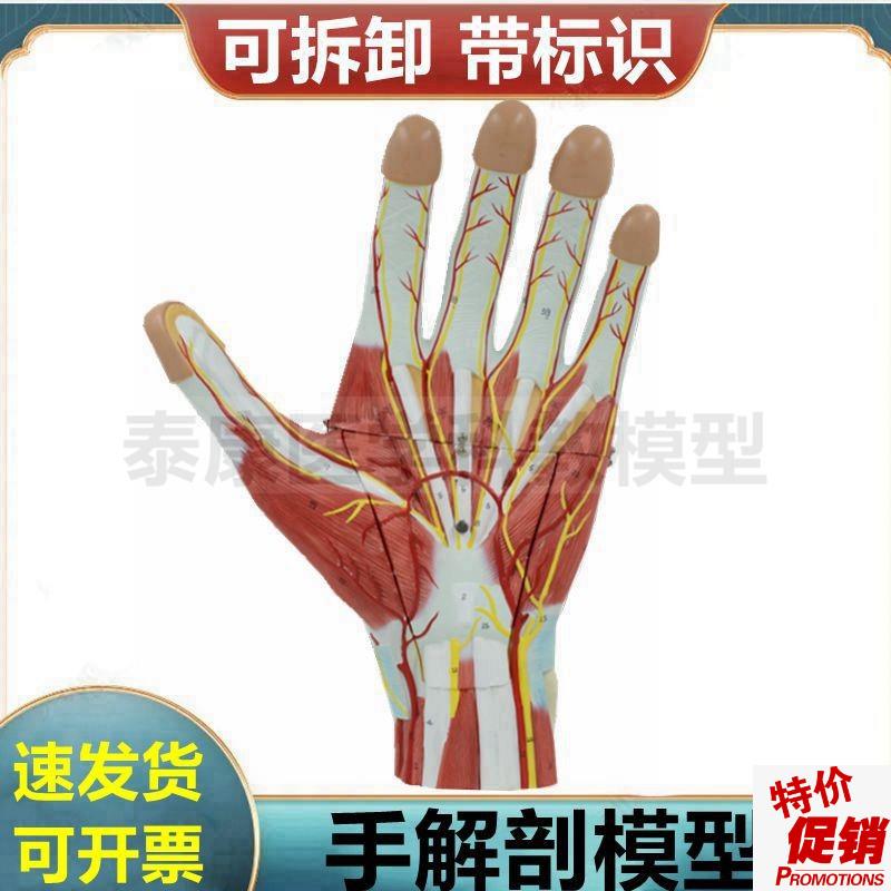 手解剖模型深浅肌肉筋膜关节韧带手掌肌K肉皮肤手外科医生用肌腱