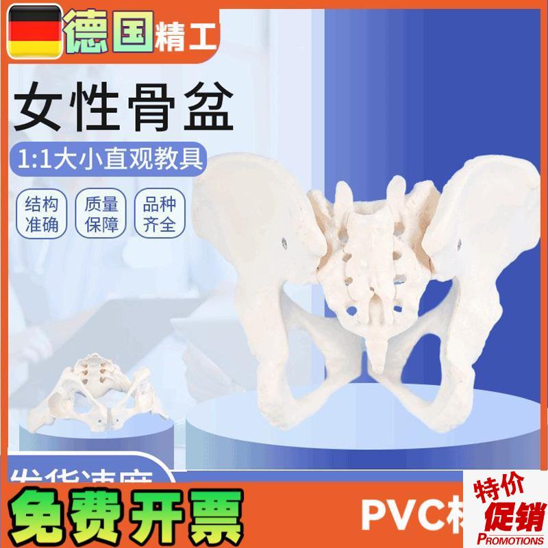 女性骨盆模型g1比1女盆腔关节骶骨耻骨结构妇产科展示教具骨骼解