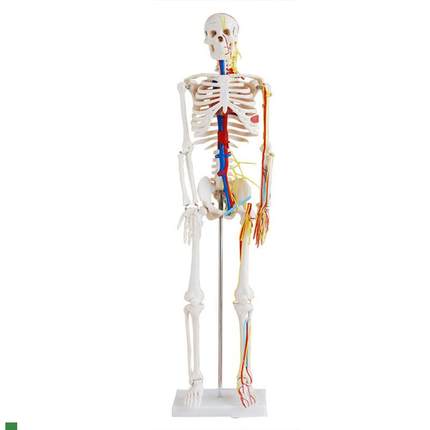人体骨骼带d心脏与血管模型85CM(全身、带支架)骨架教学美术