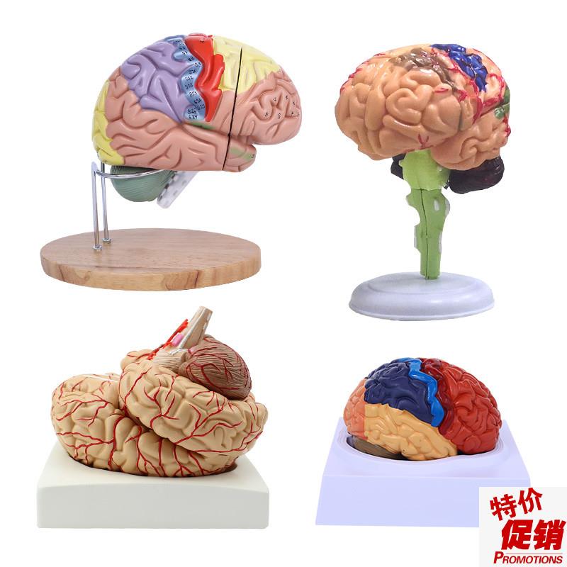 脑模型脑功能区域色分模型w人体大脑解剖模型人脑动脉构造脑神经