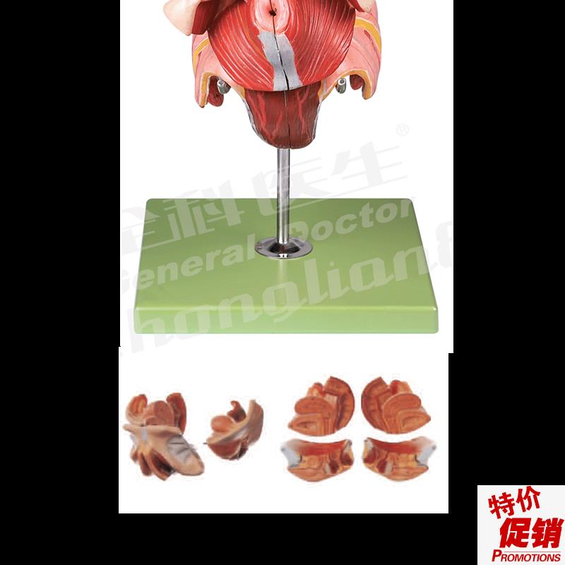 女性生殖器官结构模v型/解剖模型A15105