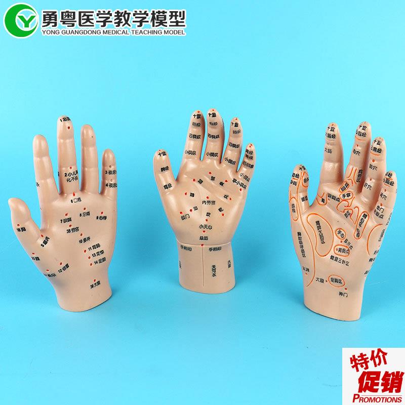 人体手部c针灸穴位按摩反射小儿推拿教学演示模型3只一套
