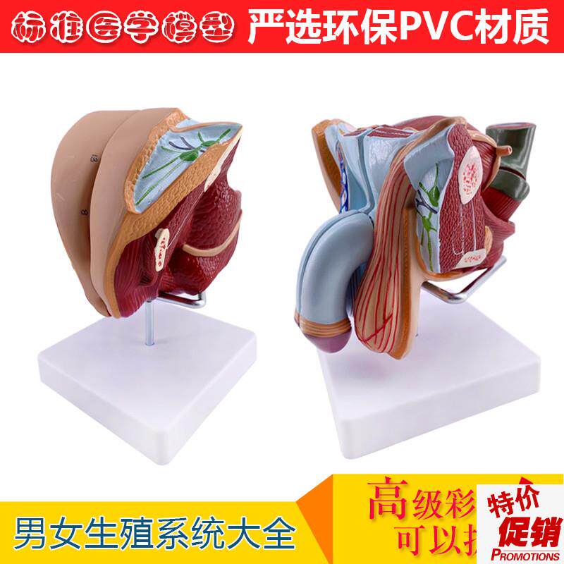 教学仿真男性生殖器泌尿系统标本内外生殖器睾丸解U剖模型医疗教