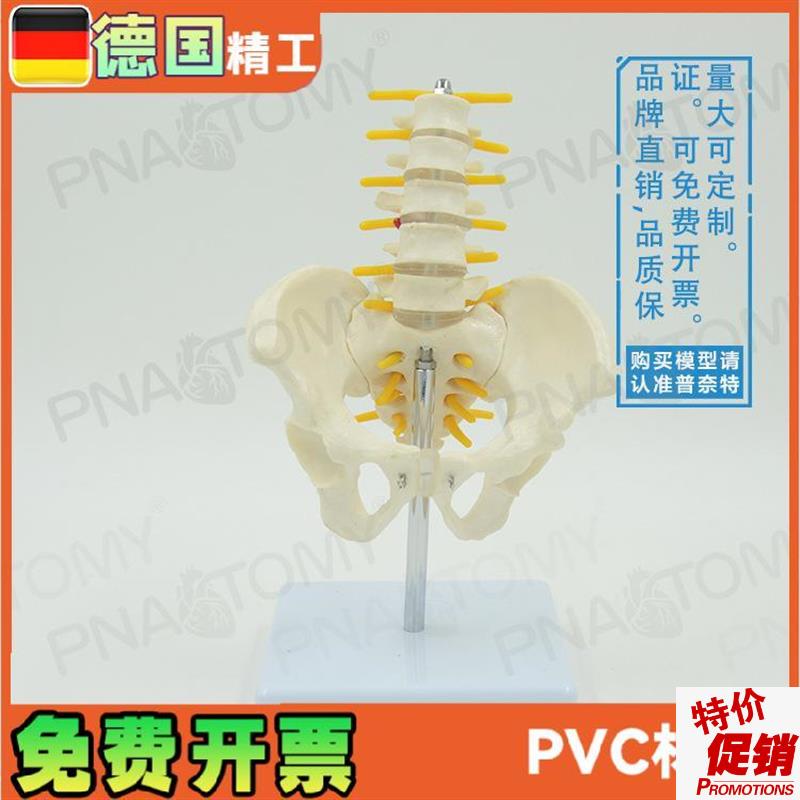 小型5节腰椎带骨盆脊神经骨y骼模型教学妇产科骨科疼痛科标本