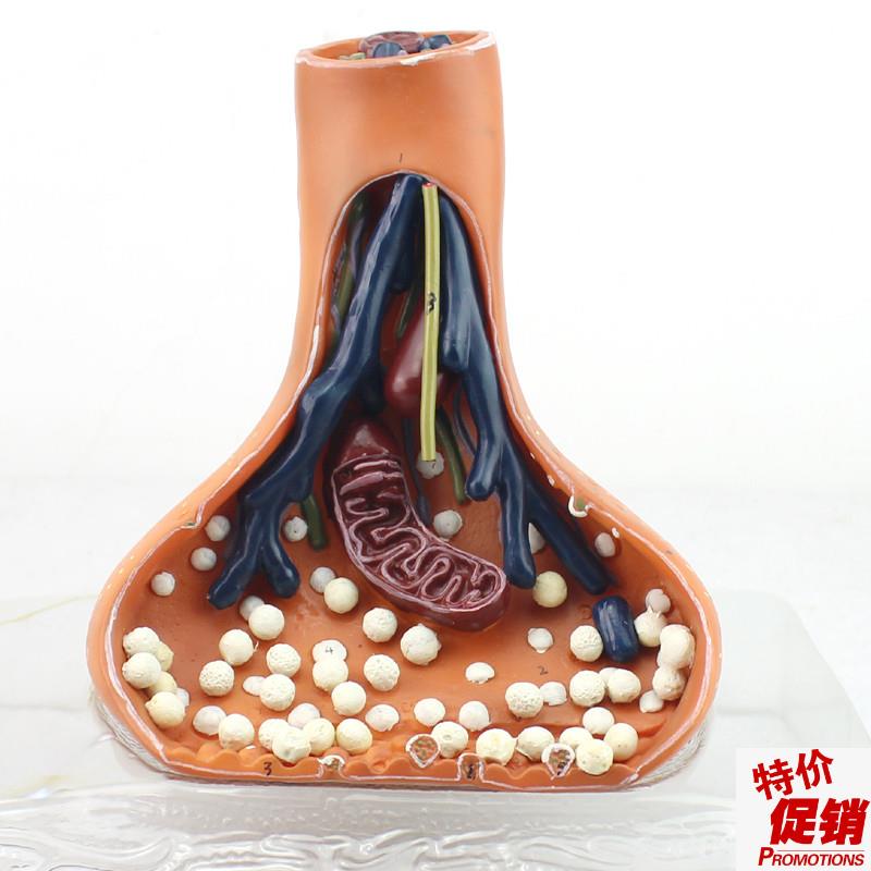 颐诺正品神经突触模型化学t突触synapse医用人体神经系统解剖