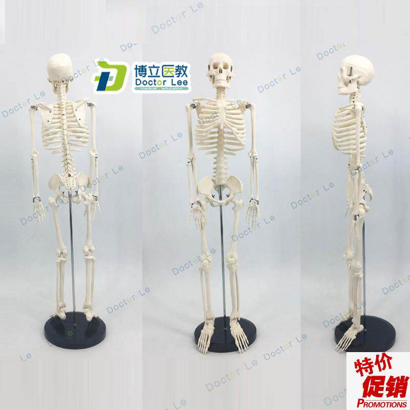 可活动骨架e标肌肉解剖脊椎骷髅小针刀正骨针灸85cm人体骨骼模型