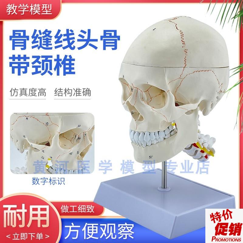 头骨仿真人体f头颅骨模型人体头骨模型附颈椎模型头骨解剖模型