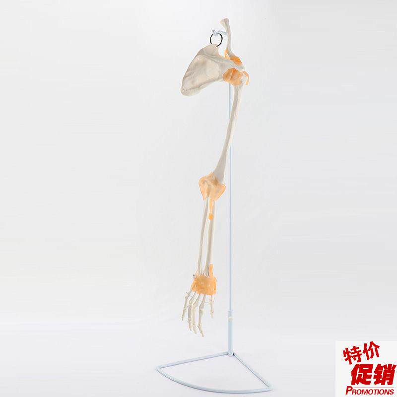 人体手臂骨骼模型肩关节腕骨韧带1比1上肢骨仿真S塑胶标本医用教