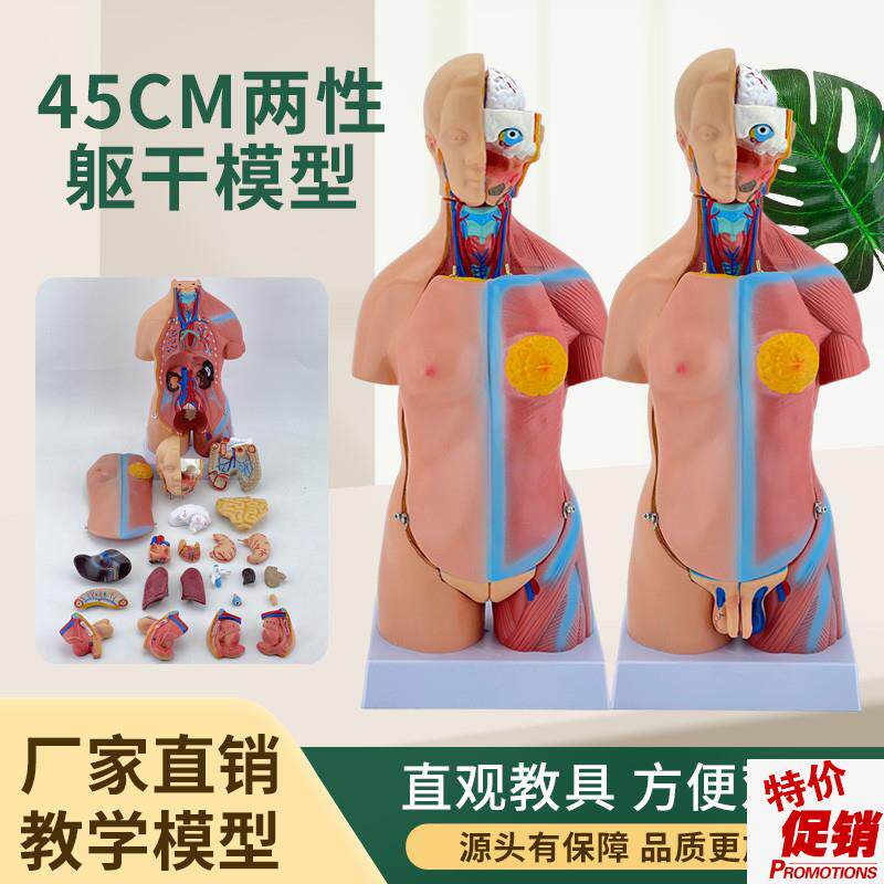 45CM人体躯干解剖模型器官可z拆卸医学教学心脏内脏模型两性23件