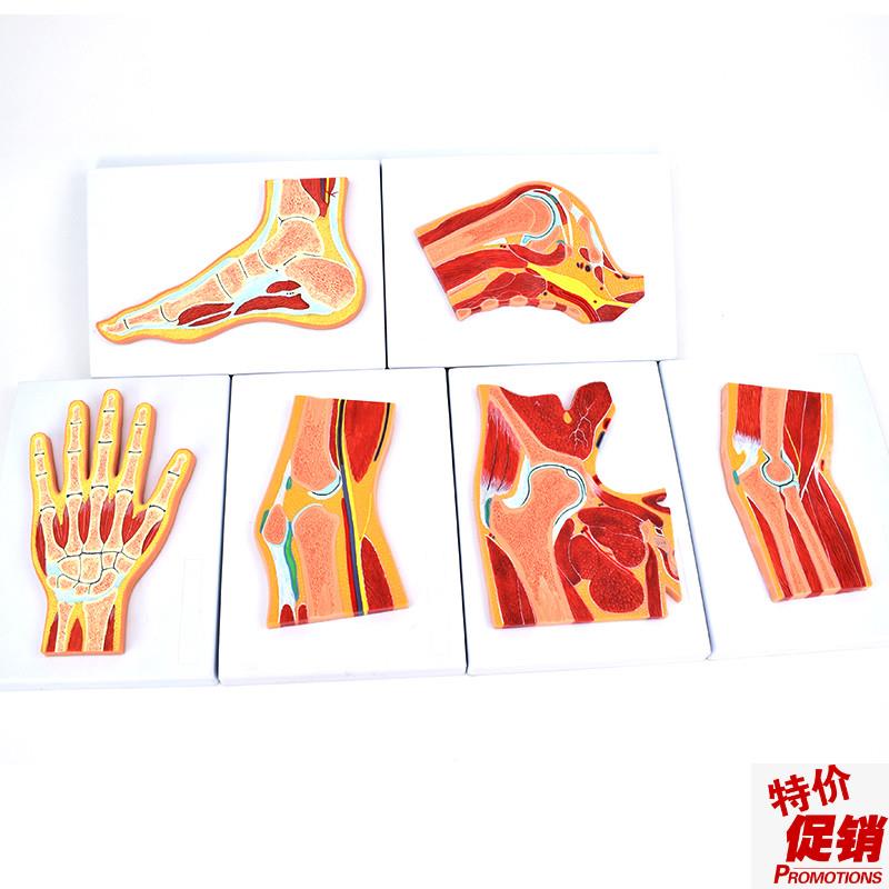 ENOVbO颐诺人体关节肌肉模型骨关节剖面构造MRI关节肌肉骨骼解剖