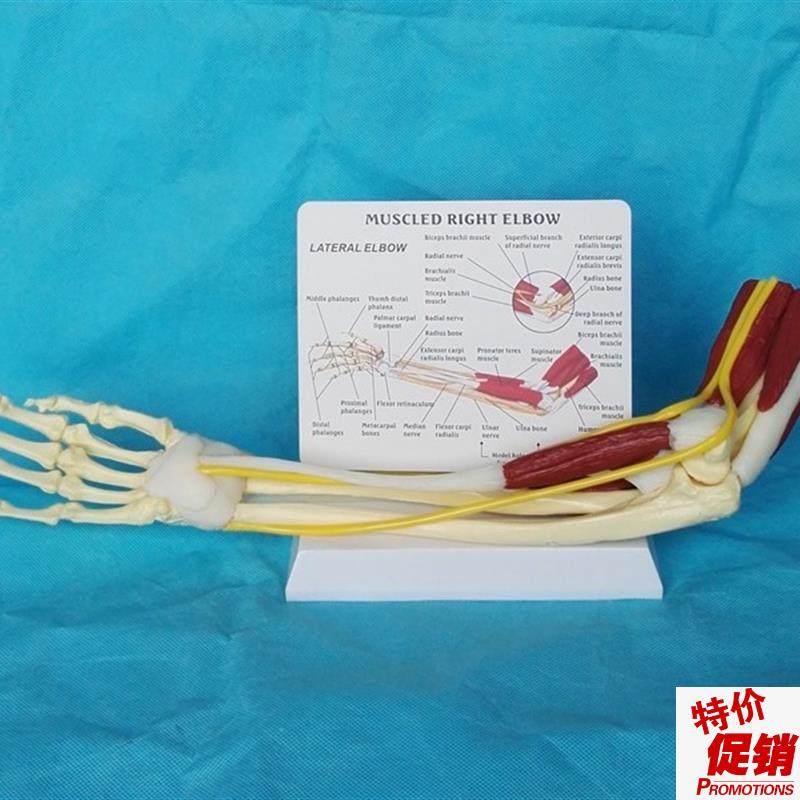 人体上肢肌肉手臂肘关节韧带功能血E管骨骼骨架教学医用模型讲解,玩具/童车/益智/积木/模型,其他模型玩具,淘宝优惠券,粉丝福利购,淘宝优惠卷