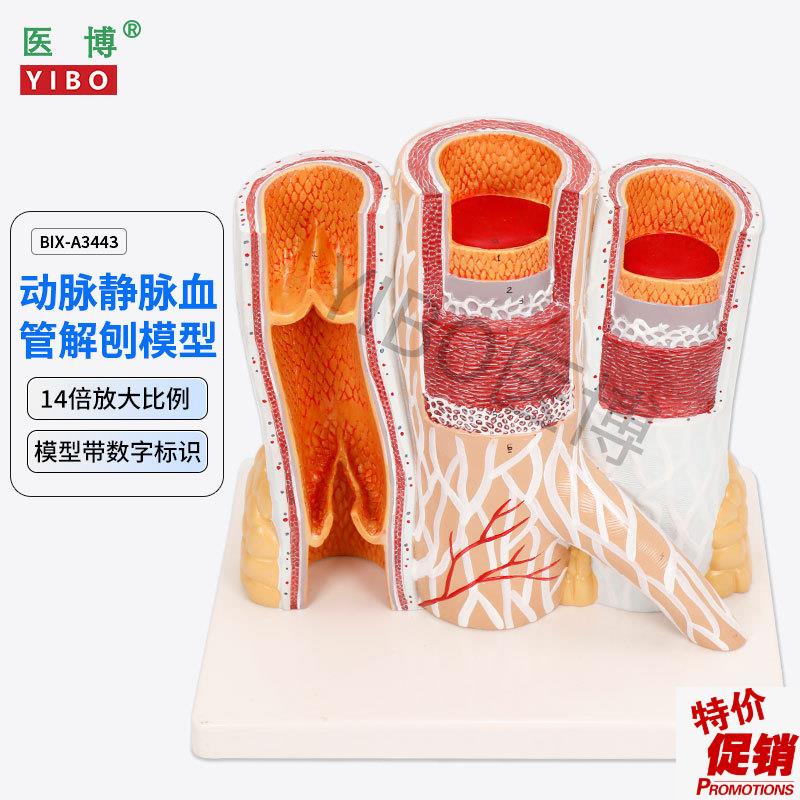 医博BIXd-A3443动脉静脉血管解刨模型人体血管解刨放大模型血管切