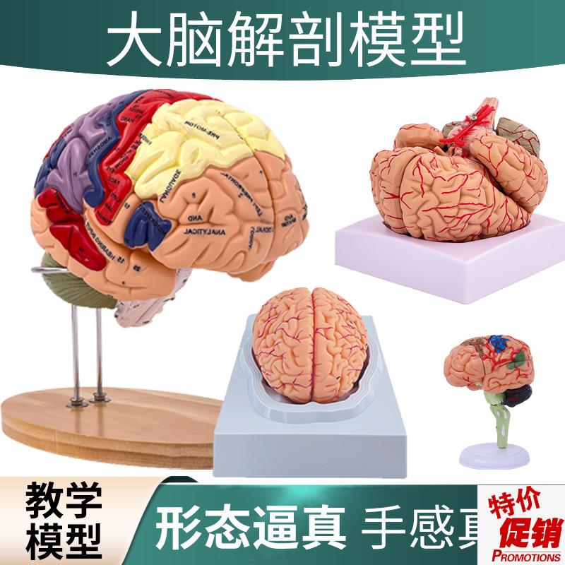 脑模型脑功能区域色分模型人体大脑解剖人脑动脉V构造脑血管神经