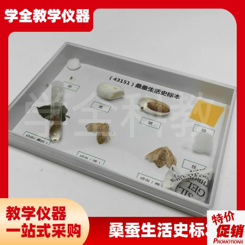 科普教学用动物标本4315w1桑蚕生活史发育标本真实昆虫标本科普用