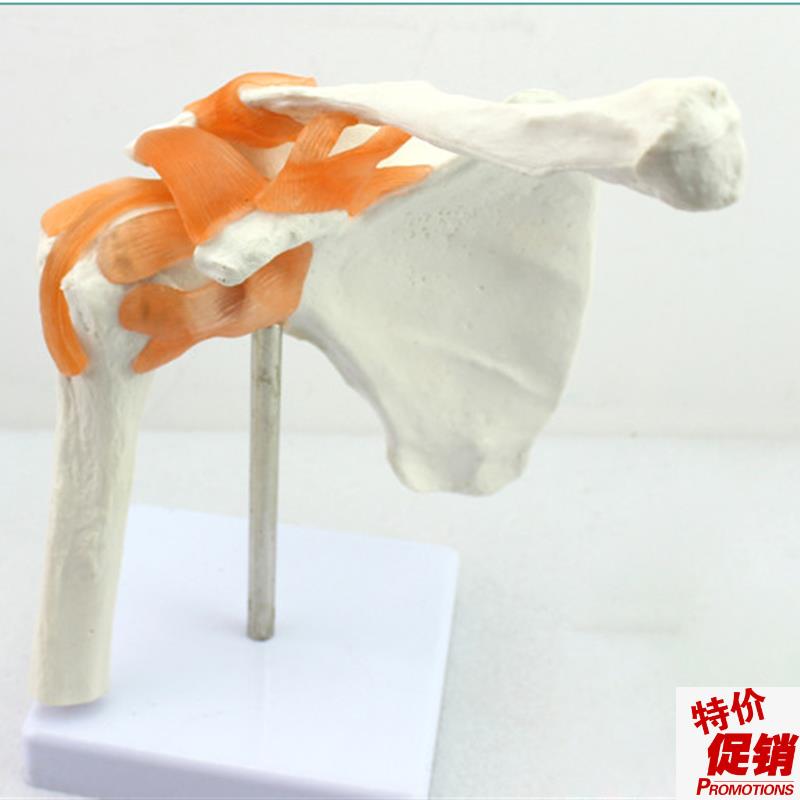 ENOVO颐诺g人体肩关节模型盂肱关节锁骨肩关节镜手术演示体育运