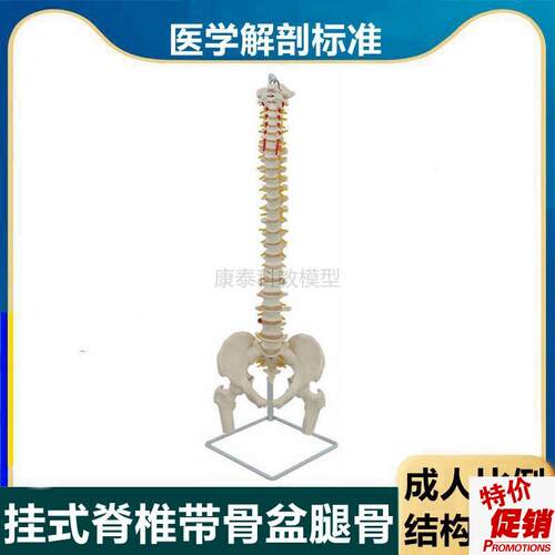 成人脊椎模型1比1仿n真比例椎动脉脊髓神经椎间盘腰椎股骨头肌肉