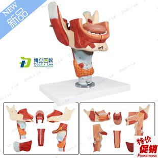 鼻口咽喉腔模型喉腔肌肉神经舌苔舌诊L培训声乐教学音乐教具