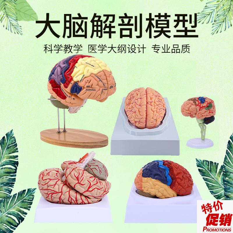 脑模型脑c功能区域色分模型人体大脑解剖模型人脑动脉构造脑神经