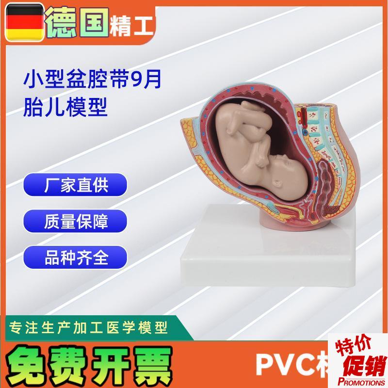 小型妊娠盆腔带k婴儿模型女性盆腔附足月胎儿模型教学讲解