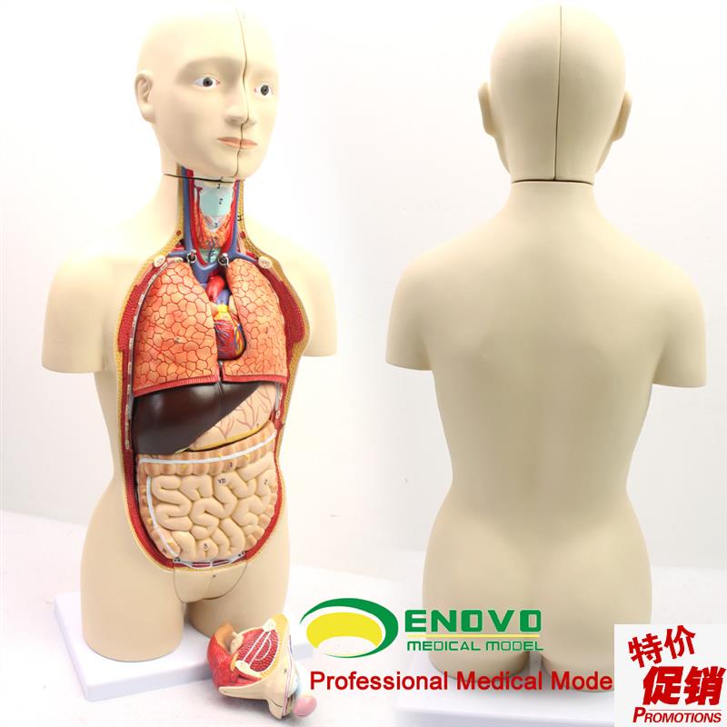 ENOVOd颐诺版中型医学人体器官解剖模型青少年男女双性版内脏器官
