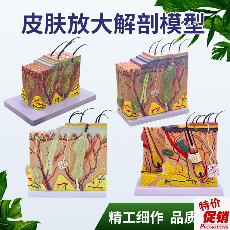 皮肤模型人体毛囊汗腺结构放大70倍毛U发生长立体层次美容教学模