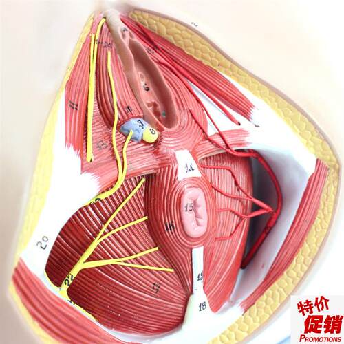 ENOVO正品女性会阴o盆部血管神经erineum解剖模型生殖泌尿肛肠科