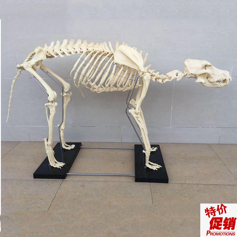 狼狗骨骼模型仿真动物标本塑w胶骨头模具犬科PVC骨架宠物医院摆件