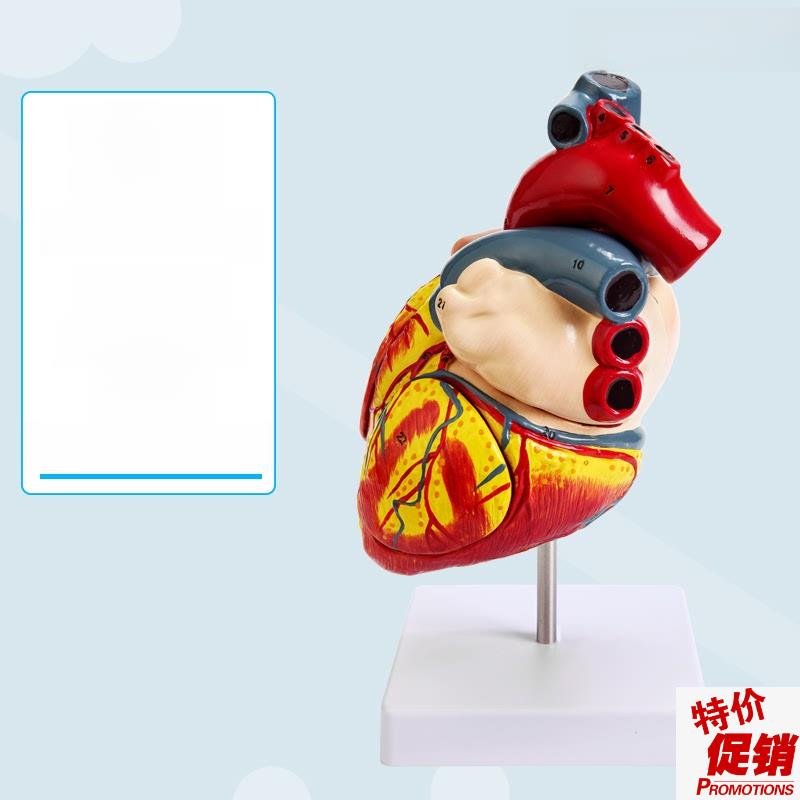 教学人工1:1人体心脏模型b超超声医学心脏病N学天然大心脏解剖模