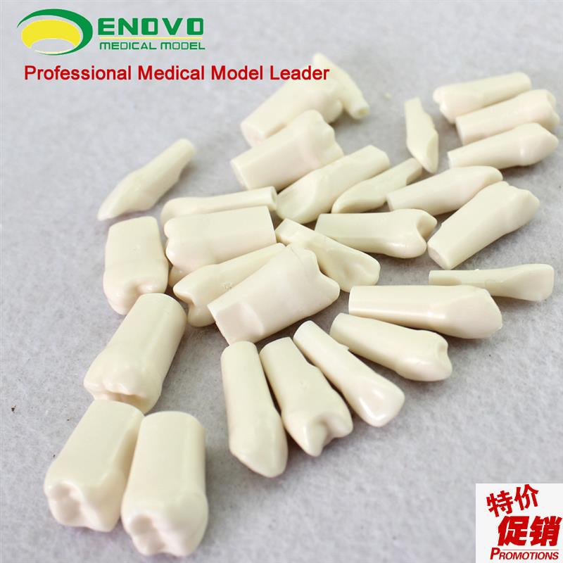 颐诺正品口腔齿科牙医备牙仿真牙齿牙体制备窝洞W备牙粒离体牙