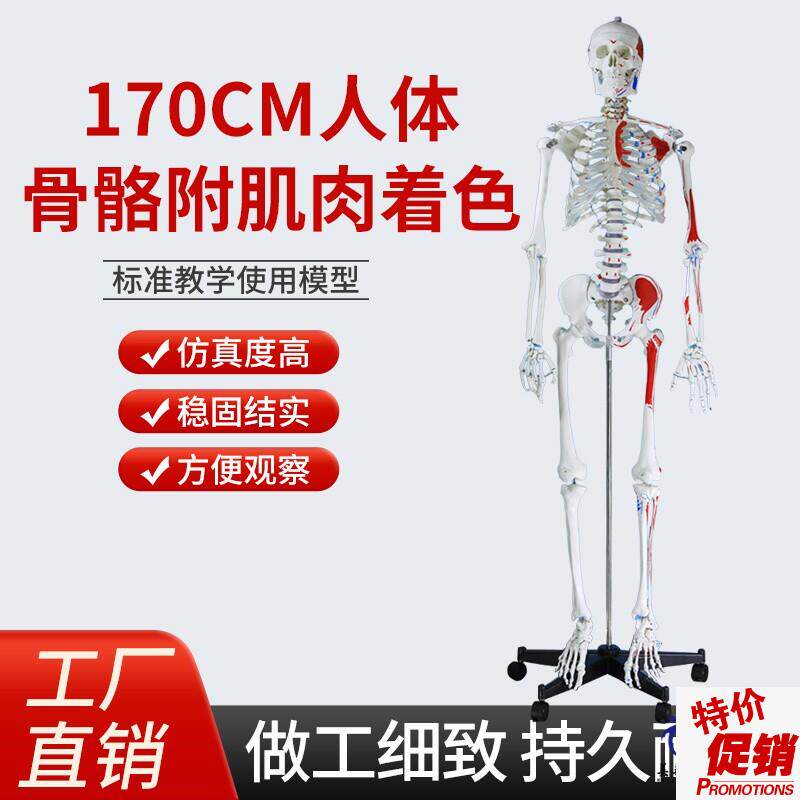 170CM医学全身人体骨骼模型骨盆瑜伽关K节可拆卸解剖肌肉结构骨架