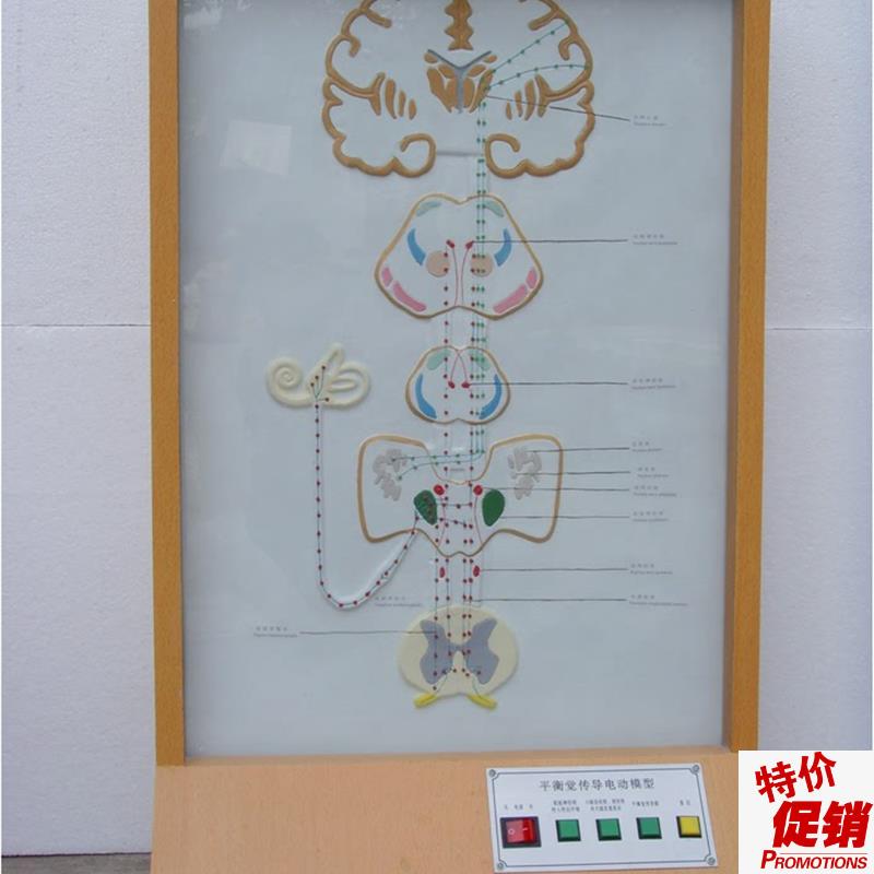 平衡觉传导g电动模型电动平衡觉传导直观模具